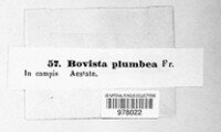 Bovista plumbea image